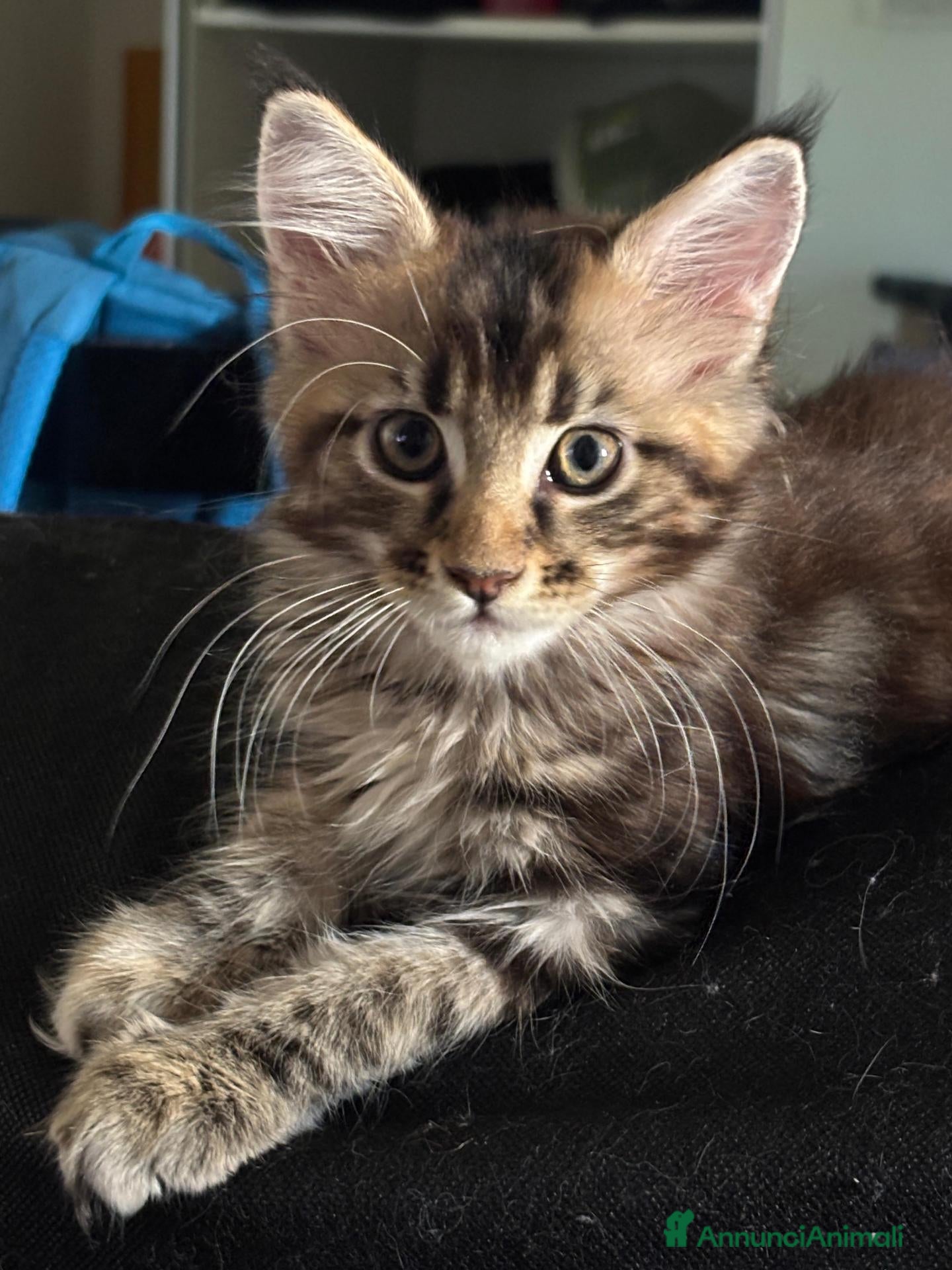 Maine Coon gatti Cucciola di Maine Coon - Annuncio 2