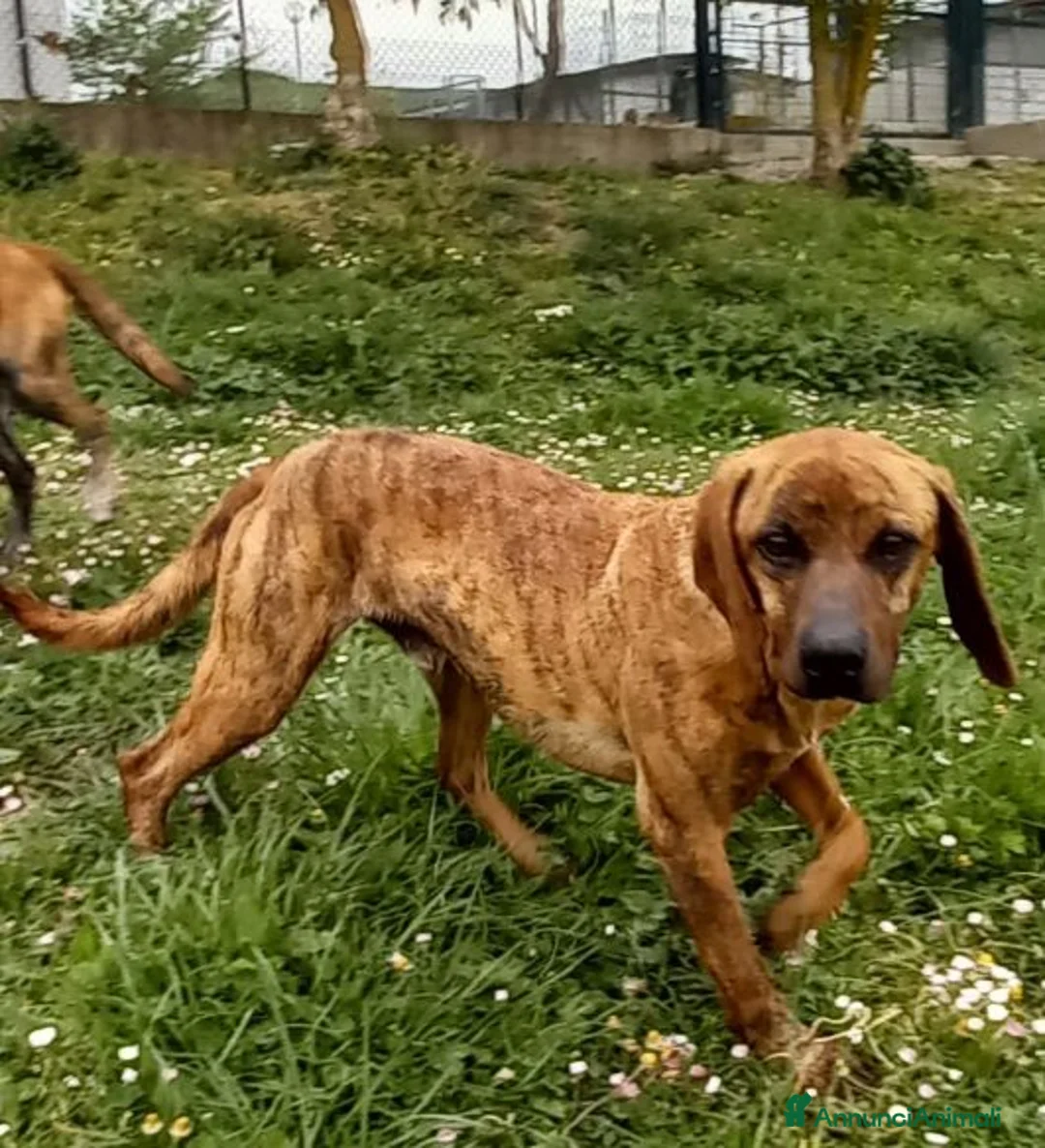 Segugio Maremmano cani in regalo: YUK bravo con tutti! - Annuncio 1