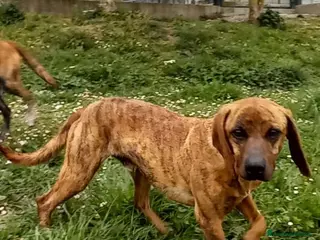 Segugio Maremmano cani YUK bravo con tutti! - Annuncio 8