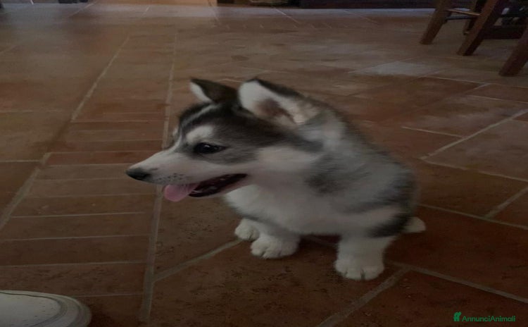 Husky cani a Libero consorzio comunale di Agrigento - Annuncio 4