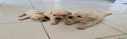 Labrador cani in vendita: Cuccioli Labrador Miele - Annuncio 3