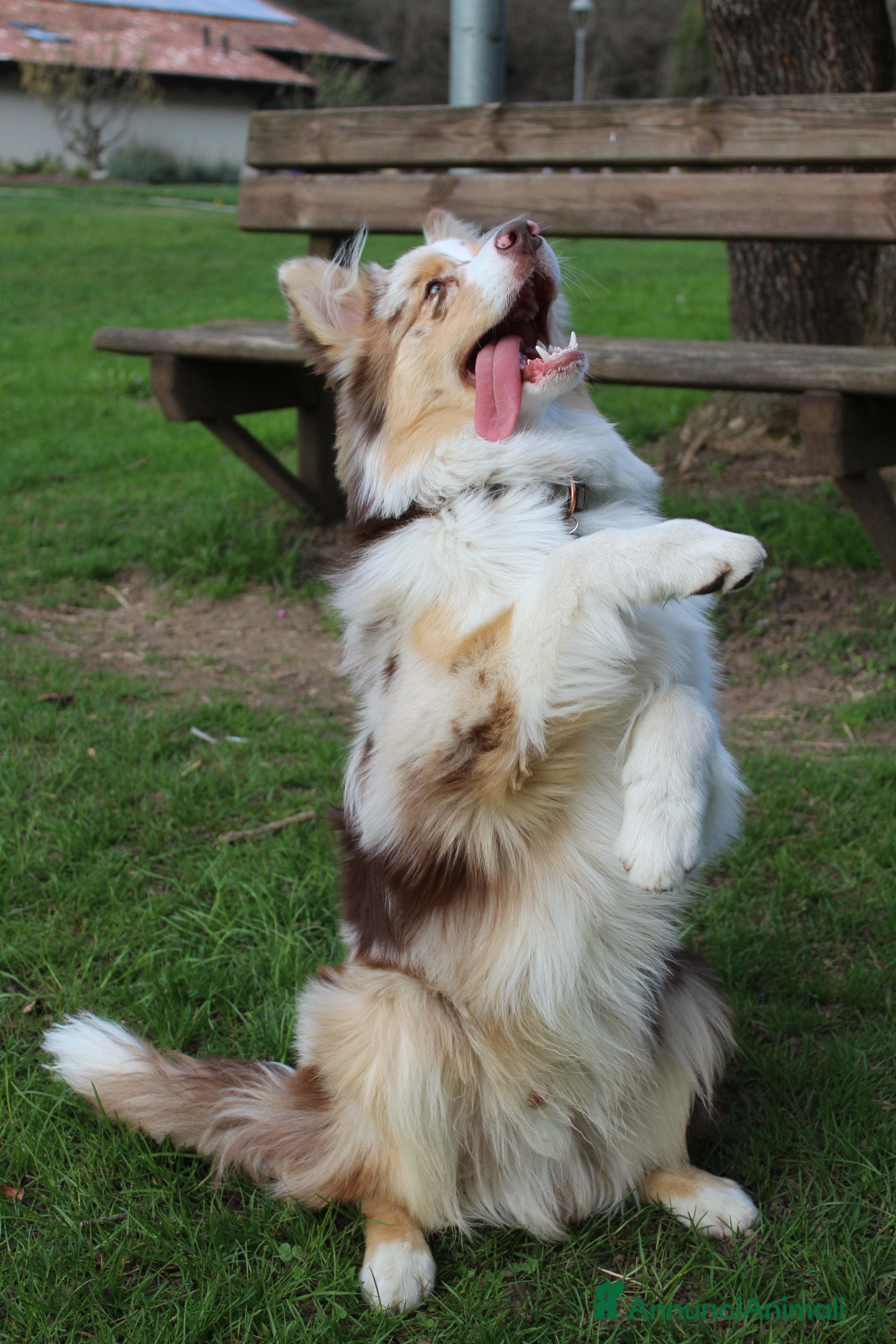 Australian Shepherd cani Pastore Australiano Fix  - Annuncio 1