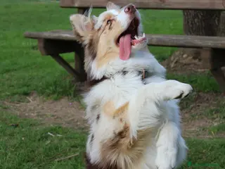 Australian Shepherd cani Pastore Australiano Fix - Annuncio 1