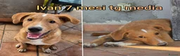 Meticcio cani in regalo: CUCCIOLI SOLI ED ESCLUSI  a Città Metropolitana di Genova - Annuncio 12
