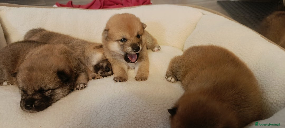 Shiba Inu cani in vendita: Vendo meravigliosa cucciolata di Shiba  - Annuncio 4