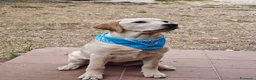 Labrador cani in vendita: Cucciola di Labrador retriever - Annuncio 3