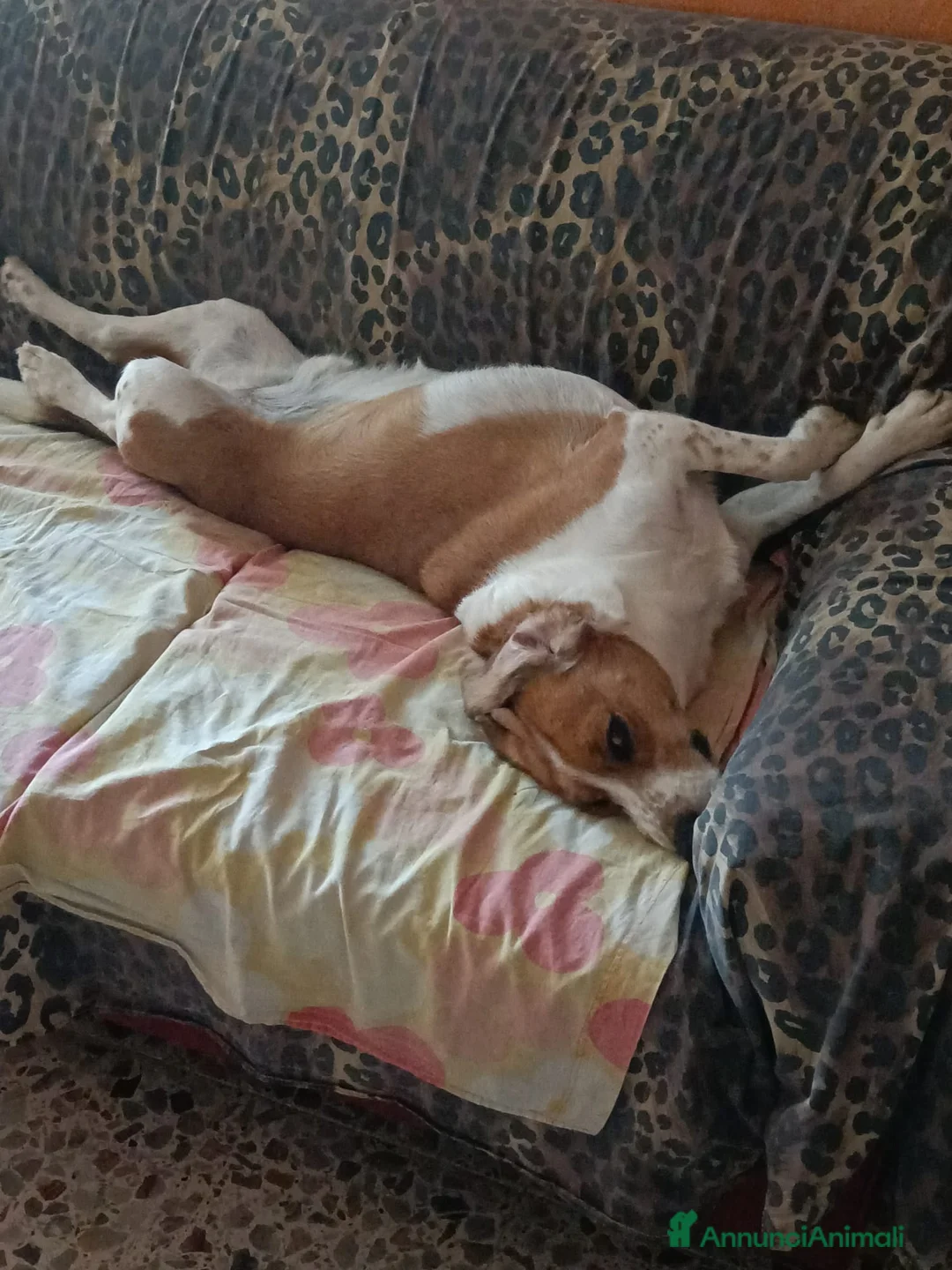 Meticcio cani in regalo: CUCCIOLI TENERISSIMI IN CERCA DI CASA a Provincia di Modena - Annuncio 2