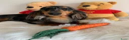 Bassotto cani in vendita: DISPONIBILE MASCHIO A PELO LUNGO  - Annuncio 6