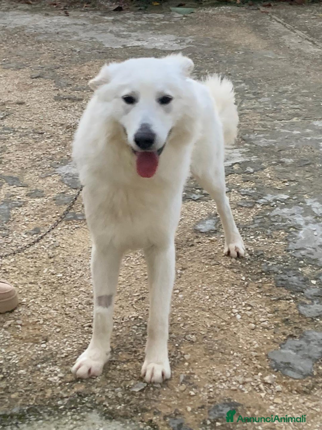 Pastore Svizzero cani in regalo: Gucci, dolcissimo pastore svizzero - Annuncio 1