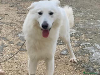 Pastore Svizzero cani Gucci, dolcissimo pastore svizzero - Annuncio 2