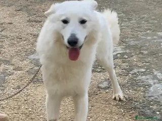 Pastore Svizzero cani Gucci, dolcissimo pastore svizzero - Annuncio 1