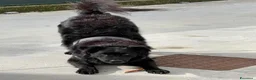 Meticcio cani in regalo: Black, simil pastore Lagorai! (6 anni)  - Annuncio 2