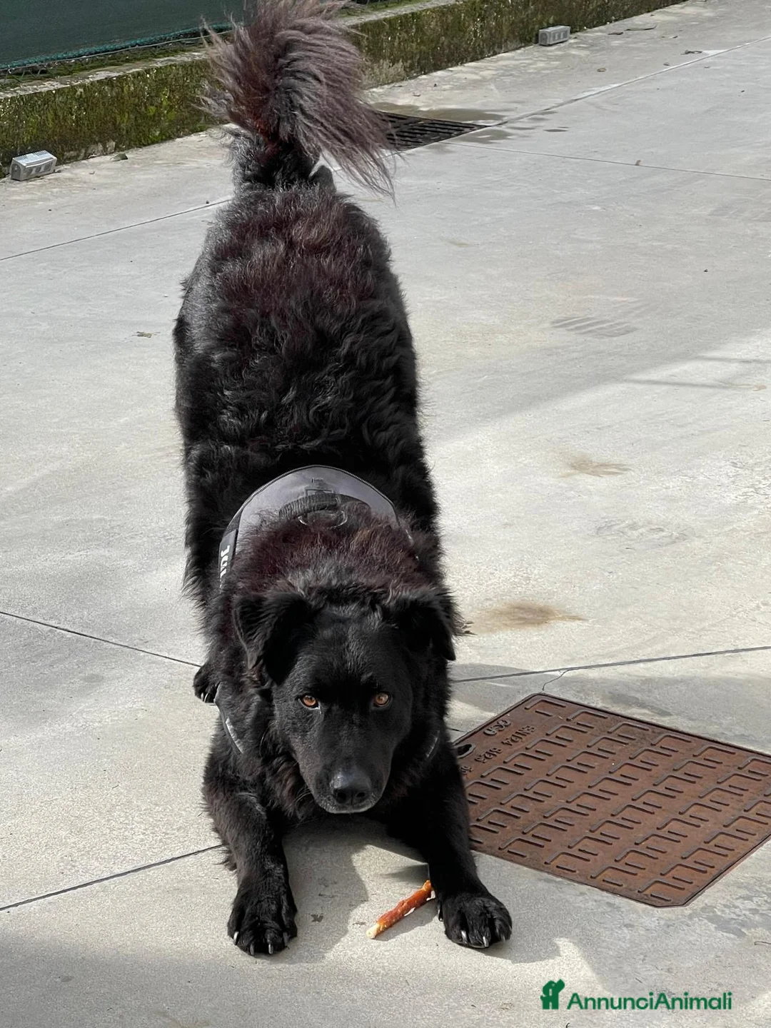 Meticcio cani in regalo: Black, simil pastore Lagorai! (6 anni)  - Annuncio 2