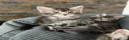 Maine Coon gatti in vendita: Dolcissimi cuccioli  - Annuncio 12