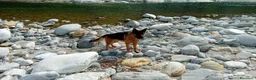 Meticcio cani in regalo: CUCCIOLO a Città metropolitana di Milano - Annuncio 3
