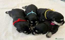 Mini Schnauzer cani in vendita: Cucciolata di schnauzer nani nero/argento a Provincia di Cuneo - Immagine 8