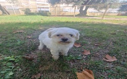 Maltese cani in vendita: MALTESINO - Immagine 5