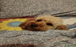 Barboncino cani per accoppiamento: GentilCane cerca Fidanzata - Immagine 1