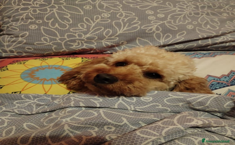 Barboncino cani - Annuncio 1