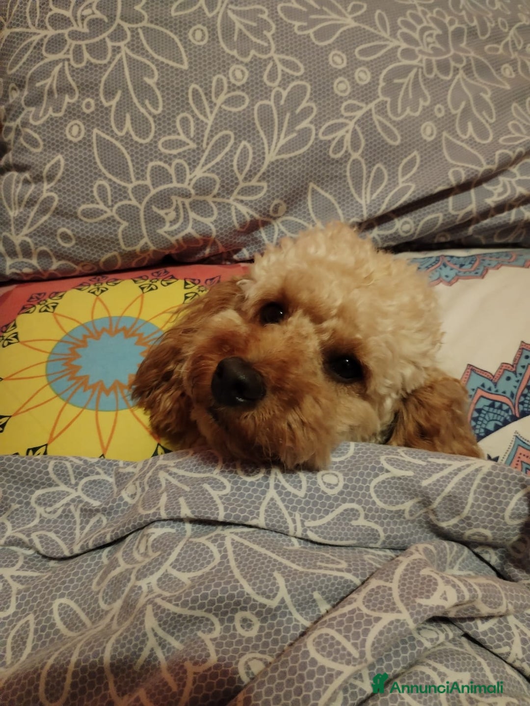 Barboncino cani per accoppiamento: GentilCane cerca Fidanzata - Immagine 1