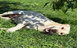 Labrador cani in regalo: ZOE, simpaticissima LABRADOR cerca famiglia! - Immagine 1