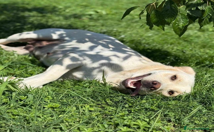 Labrador cani - Annuncio 2