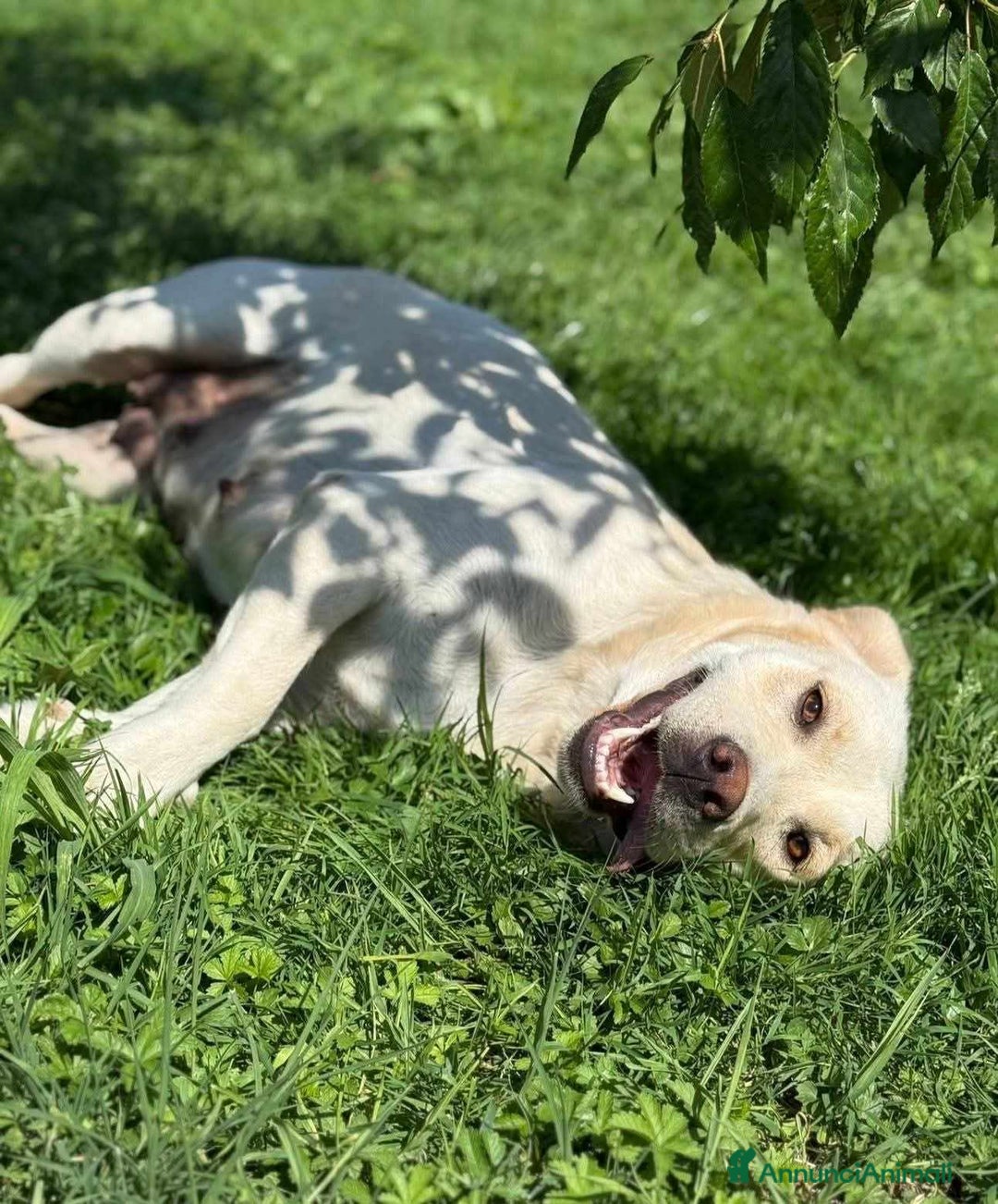 Labrador cani in regalo: ZOE, simpaticissima LABRADOR cerca famiglia! - Immagine 1