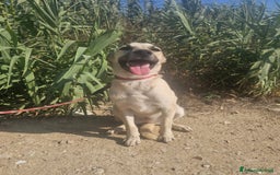 Altre razze cani in regalo: lolA E DIVA - Immagine 4