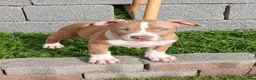 Pitbull cani in vendita: CUCCIOLATA AMERICAN PIT BULL TERRIER  ADBA - Annuncio 4