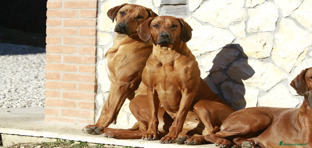 Immagine della galleria {{count}}