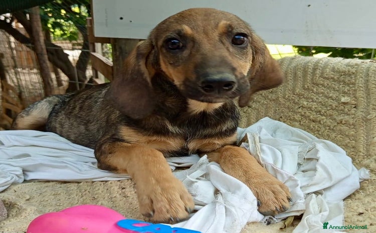 Segugio Maremmano cani a Città Metropolitana di Firenze - Annuncio 1