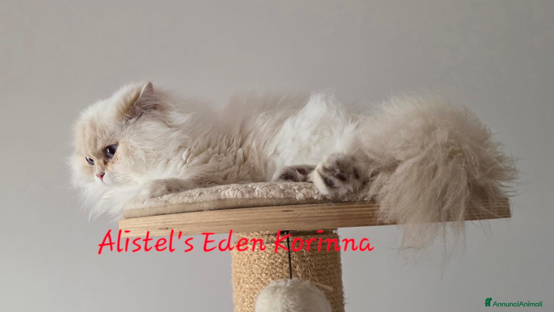 British gatti Una piccola diva  - Annuncio 2
