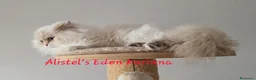 British gatti in vendita: Una piccola diva  - Annuncio 2