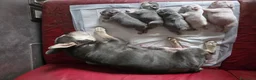 Bulldog Francese cani in vendita: Bulldog francese cuccioli - Annuncio 7