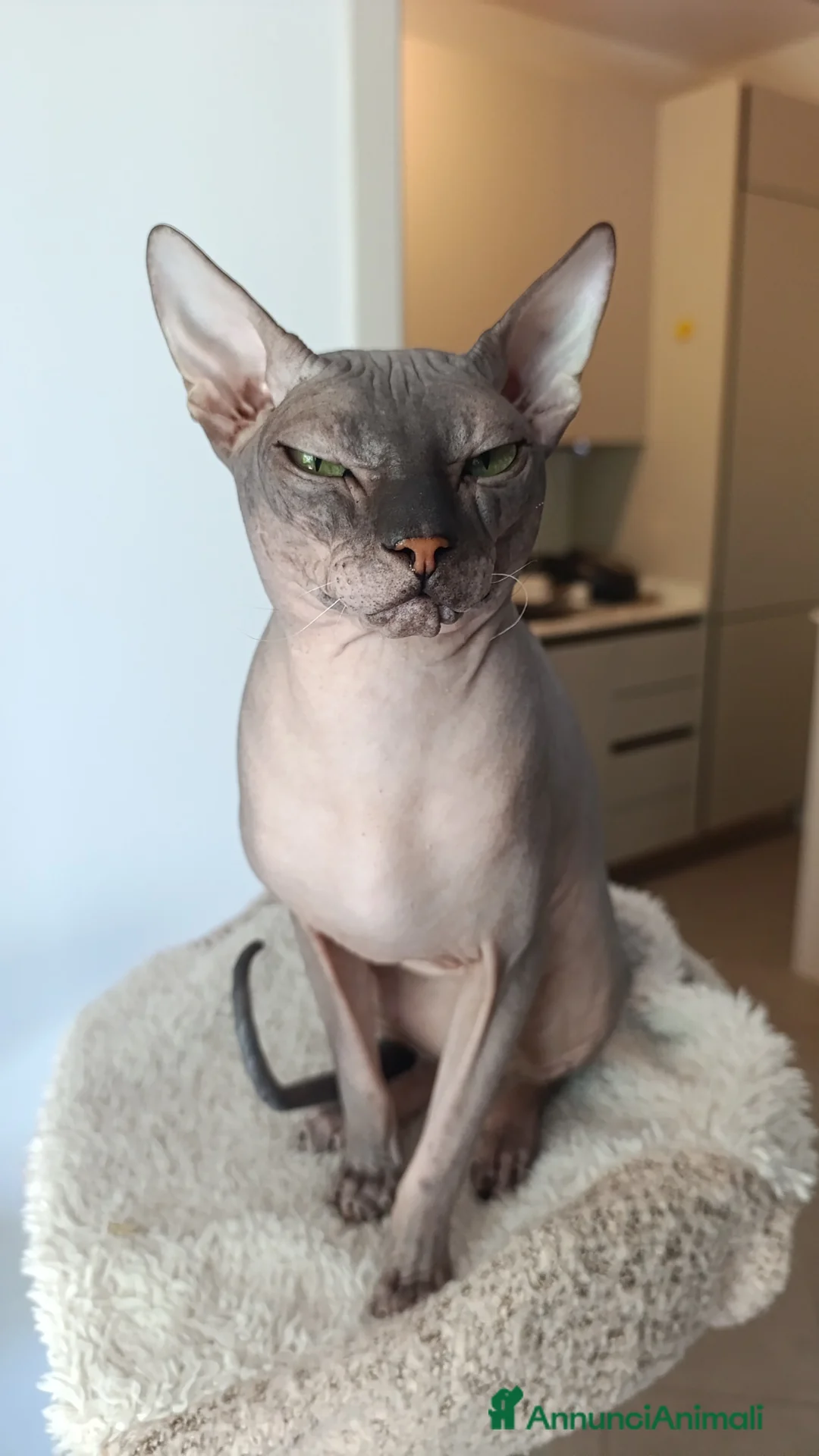 Sphynx gatti per accoppiamento: Ilaria  a Provincia della Spezia - Annuncio 4