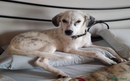 Altre razze cani in regalo: LINK e MAIL, 6 MESI, (01/01/25) a Provincia di Bergamo - Immagine 19