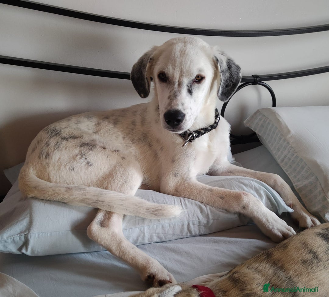 Altre razze cani in regalo: LINK e MAIL, 6 MESI, (01/01/25) a Provincia di Bergamo - Immagine 19