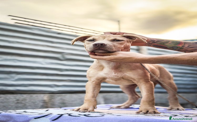 Pitbull cani - Annuncio 6