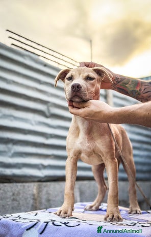 Pitbull cani - Annuncio 6