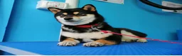 Shiba Inu cani in vendita: Shiba inu - Annuncio 40