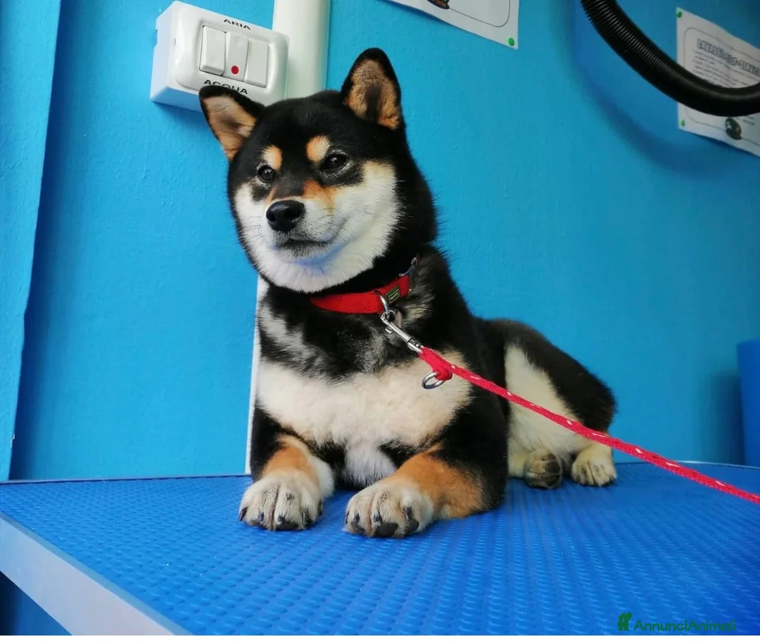 Shiba Inu cani in vendita: Shiba inu - Annuncio 40