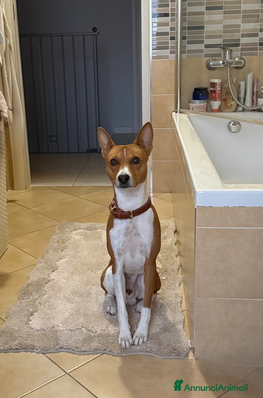 Basenji cani per accoppiamento: Bansenji purissimo - Annuncio 3