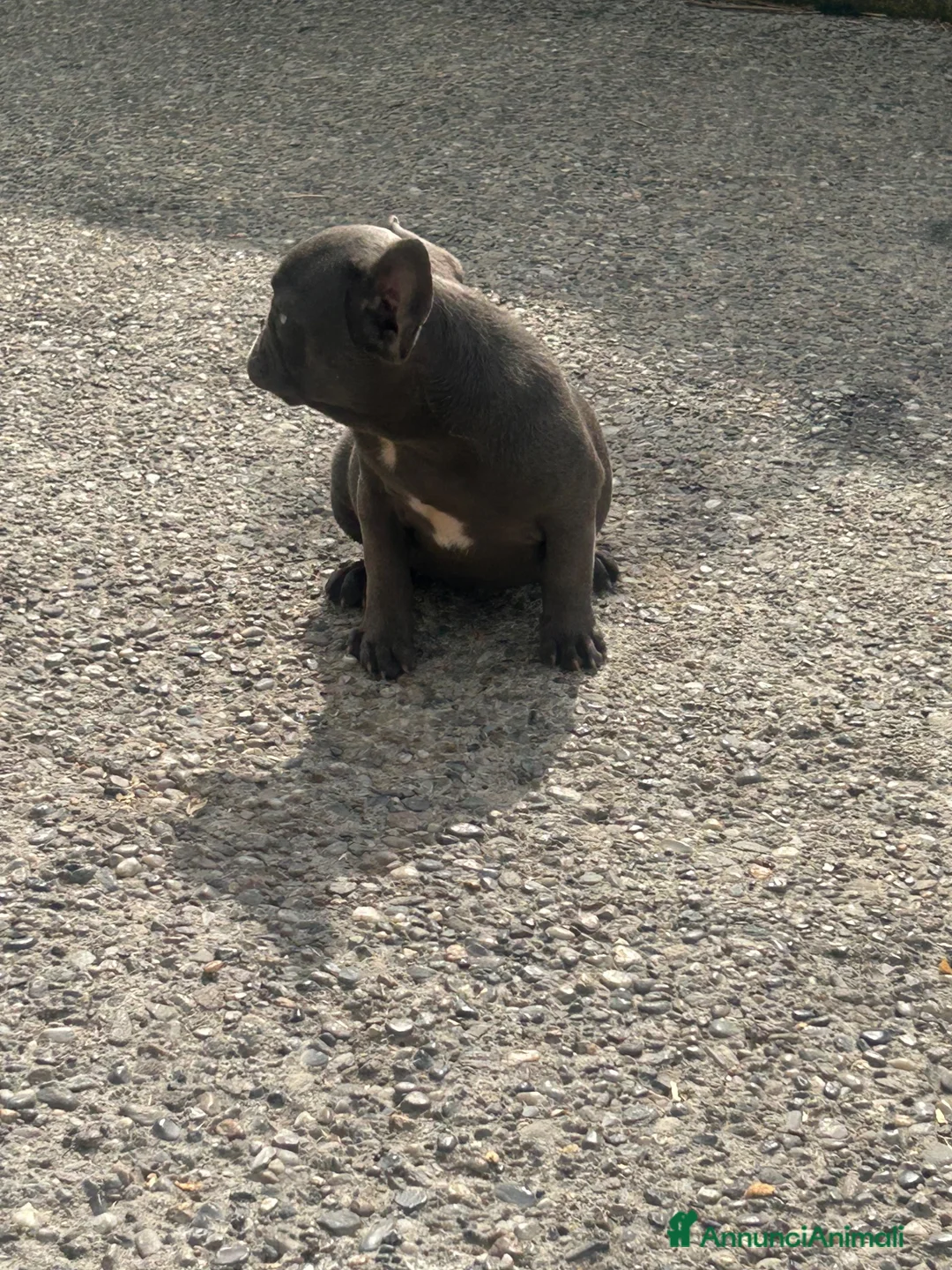 Bulldog Francese cani in vendita: Cuccioli di bulldog francese BLUE - Annuncio 12