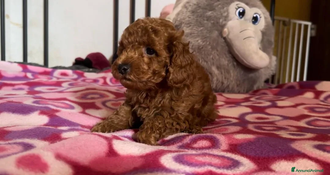 Immagine della galleria {{count}}