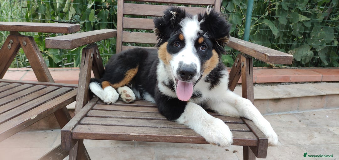 Immagine della galleria {{count}}