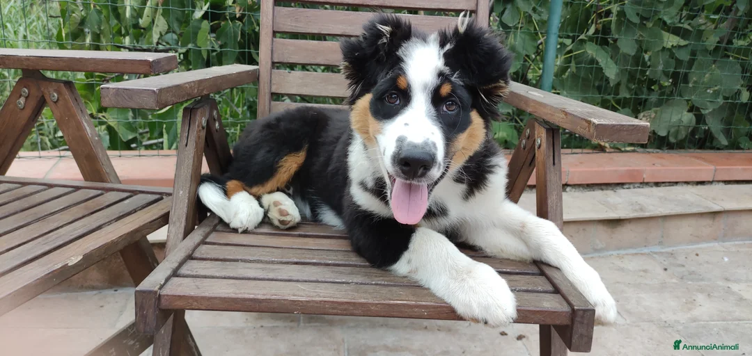 Immagine della galleria {{count}}