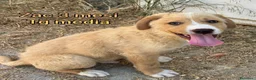 Meticcio cani in regalo: Troppi cuccioli soli in rifugio  a Provincia di Verona - Annuncio 10
