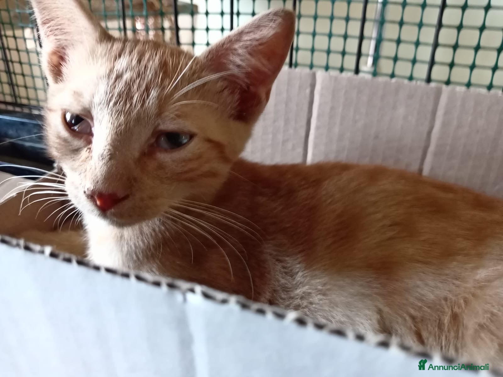 Europeo gatti gatto cucciolo 2 mesi  - Annuncio 6