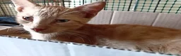 Europeo gatti in regalo: gatto cucciolo 2 mesi  - Annuncio 1
