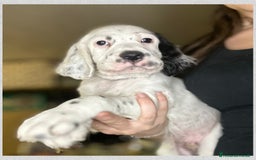 Setter Inglese cani in vendita: CUCCIOLI DI SETTER INGLESE a Provincia di Arezzo - Immagine 15
